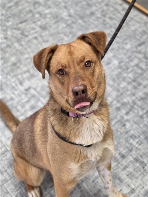 SONRISA - Australian Cattle Dog/Blue Heeler available for adoption