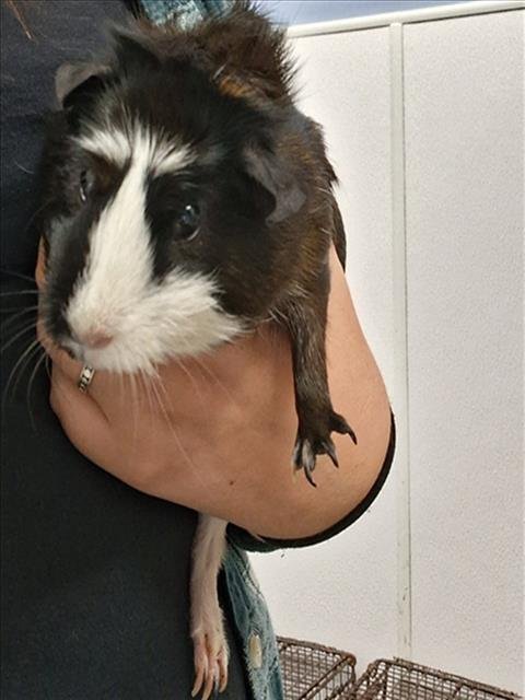 MINNIE - Guinea Pig available for adoption