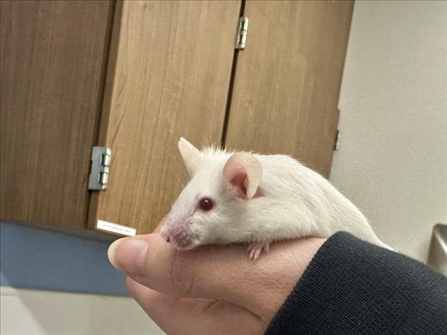 SNOW - Mouse available for adoption