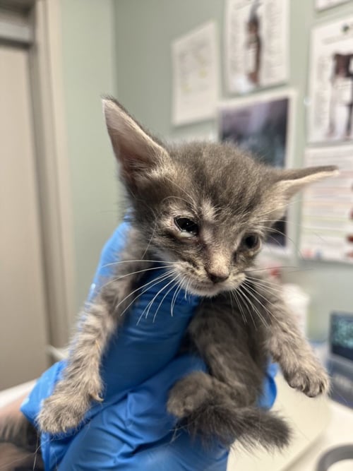 CORN - Domestic Short Hair available for adoption