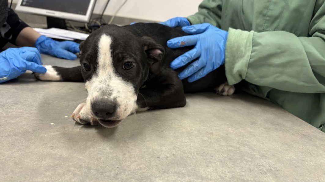 SAGE - Pit Bull Terrier / Labrador Retriever available for adoption