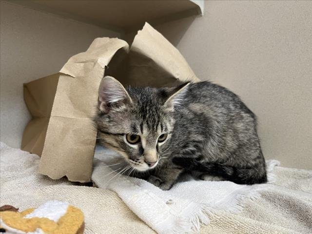 SNICKERS - Domestic Short Hair available for adoption