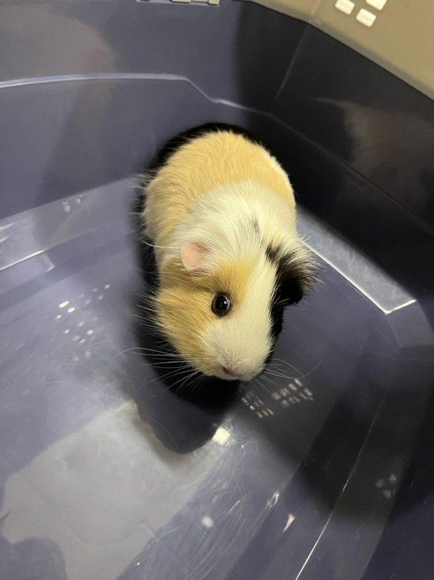CLEMINTINE - Guinea Pig available for adoption