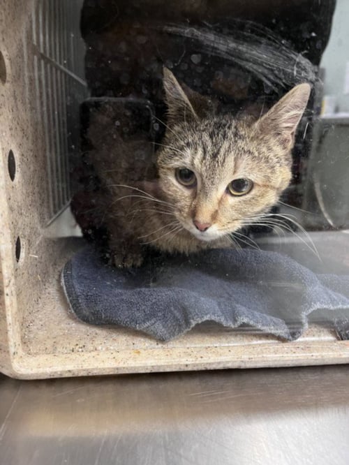 JELLYBEAN - Domestic Short Hair available for adoption