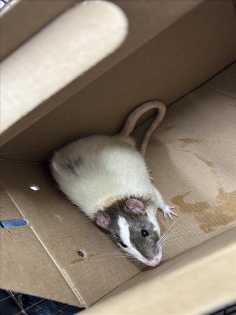 PIP - Rat available for adoption