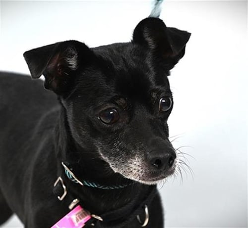 STEVIE - Chihuahua available for adoption