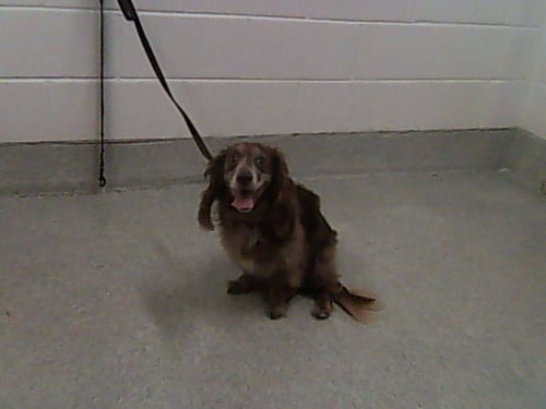 BISCOTTI - Dachshund / Cocker Spaniel available for adoption