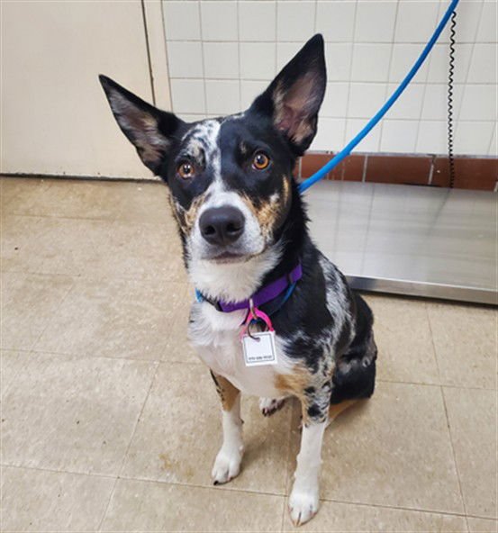 SKYE - Australian Cattle Dog/Blue Heeler available for adoption