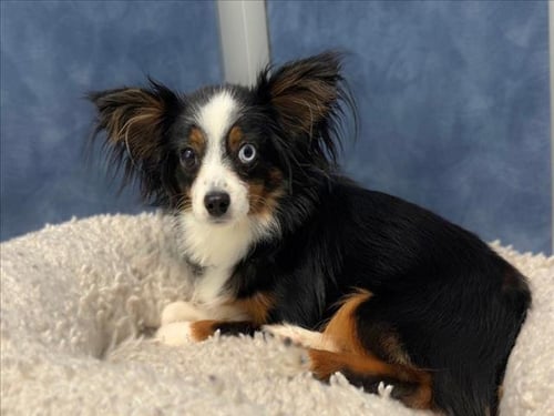 NOVA - Australian Shepherd / Papillon available for adoption