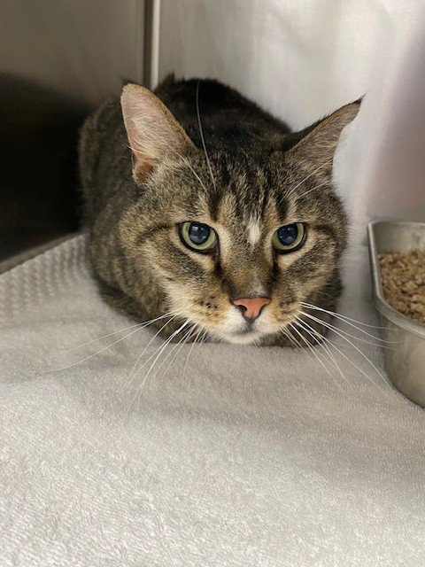 ZOMBIE - Domestic Short Hair for adoption in Fort Collins