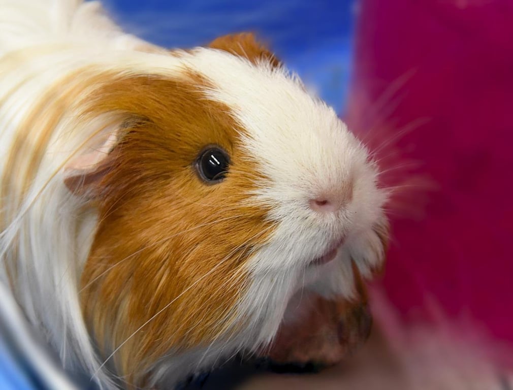 FABIO Image
