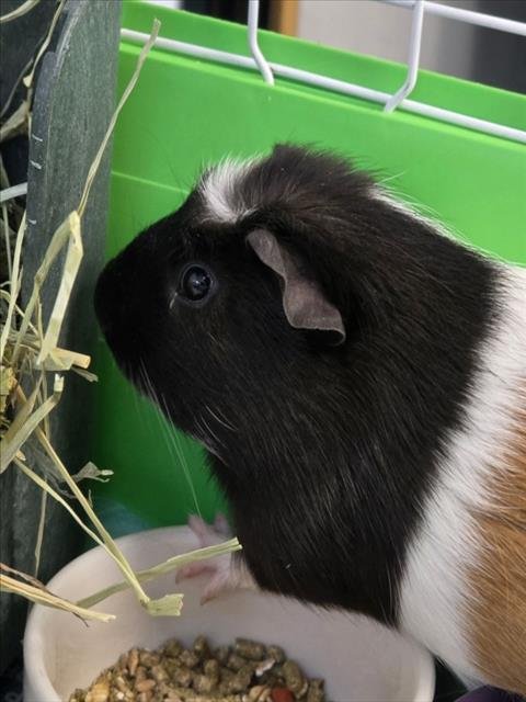 S'MORE - Guinea Pig available for adoption
