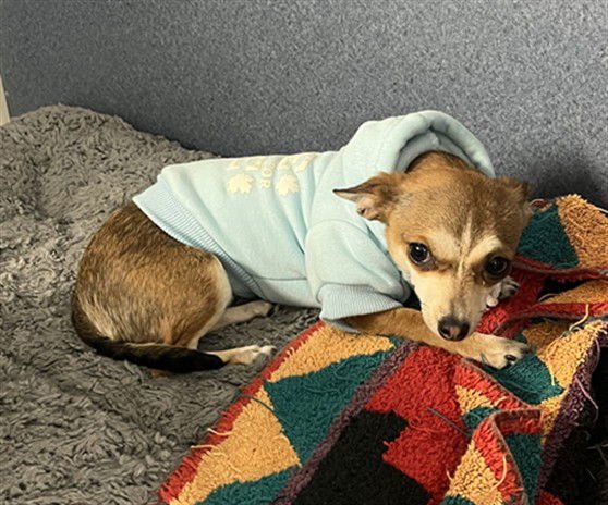 CUPCAKE - Chihuahua available for adoption