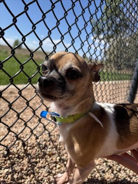 ROCKY - Chihuahua available for adoption