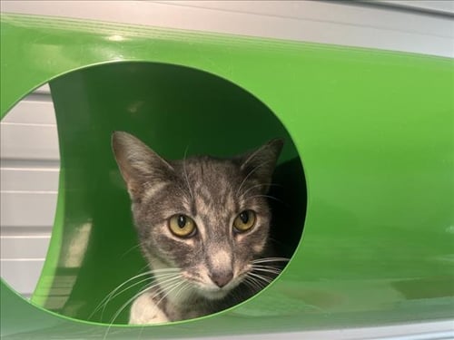 WILLOW - Domestic Short Hair available for adoption