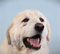 BARNEY - Photo 1
