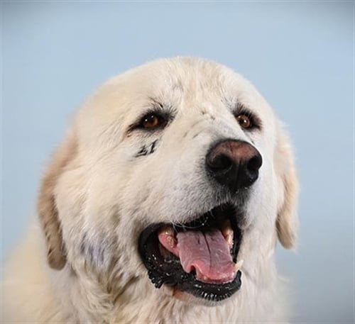BARNEY - Great Pyrenees available for adoption