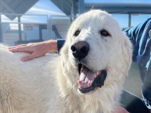 BARNEY - Great Pyrenees available for adoption