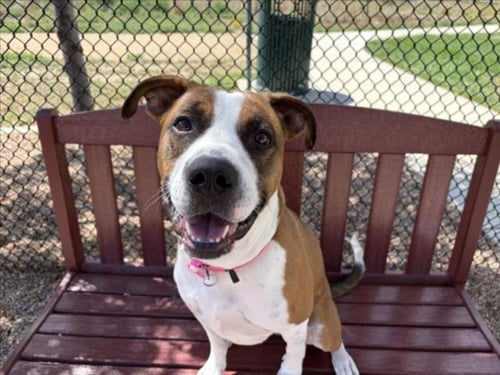 SALLY - American Pit Bull Terrier / Jack Russell Terrier (Parson Russell Terrier) available for adoption
