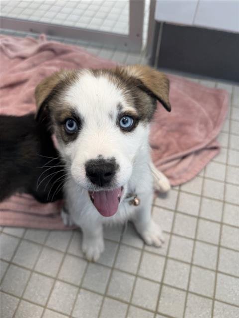 CHOW MEIN - Siberian Husky / Boxer available for adoption