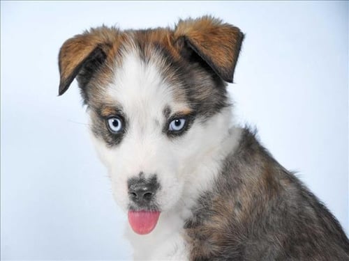 CHOW MEIN - Siberian Husky / Boxer available for adoption
