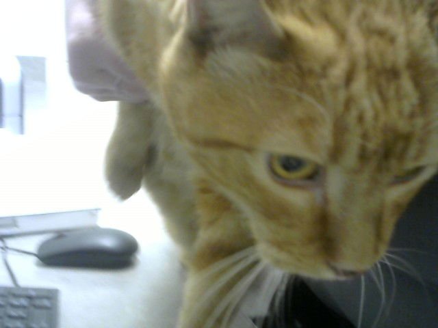 GARFIELD - Domestic Short Hair available for adoption