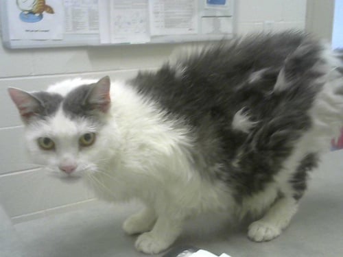BELLA - Domestic Long Hair available for adoption