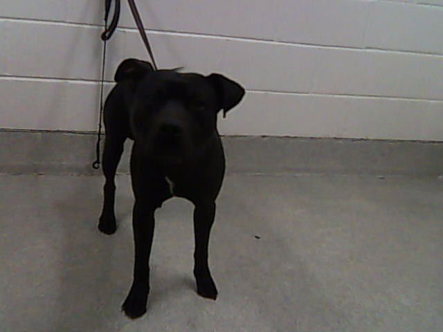 BLACKJACK - Pit Bull Terrier available for adoption