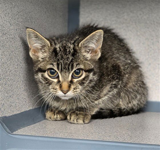 BERRY - Domestic Short Hair available for adoption