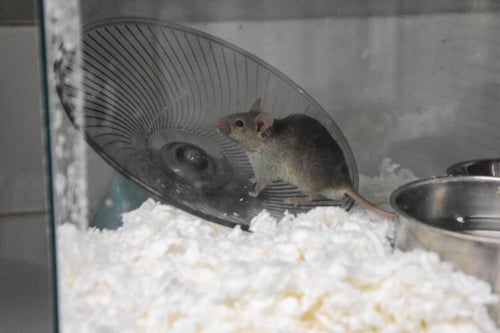 RICOTTA - Mouse available for adoption