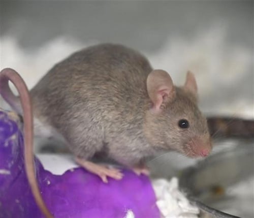 RICOTTA - Mouse available for adoption