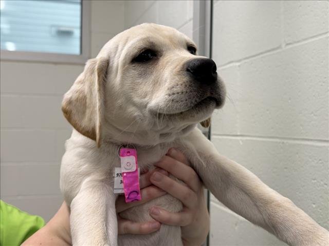 AMORA - Labrador Retriever / Great Dane available for adoption