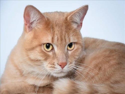 KANIKI - Domestic Medium Hair available for adoption