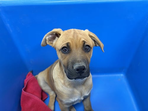 CLAM - Black Mouth Cur for adoption in Fort Collins