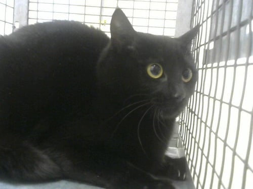 SALSA - Domestic Short Hair for adoption in Fort Collins