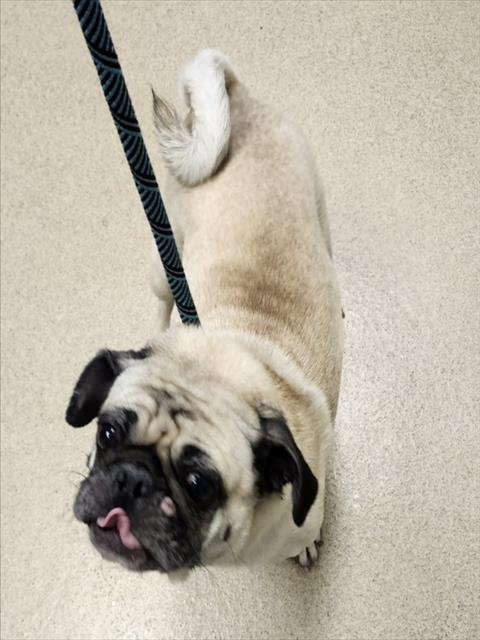 SHEBA - Pug available for adoption