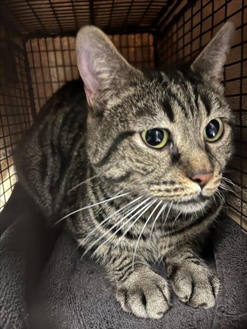 CASPER - Domestic Short Hair available for adoption