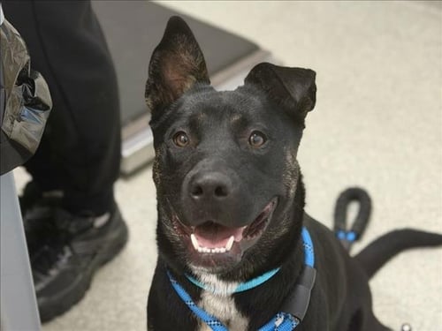 LOCA - American Pit Bull Terrier available for adoption