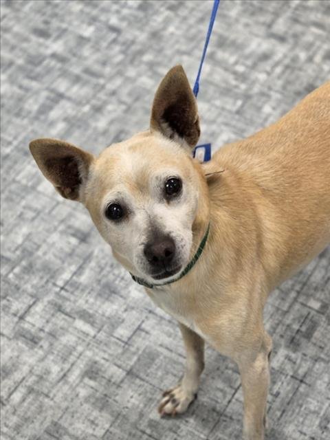 TOMI - Chihuahua available for adoption