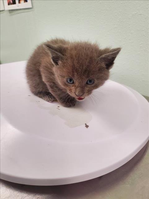 BATES - Domestic Short Hair available for adoption