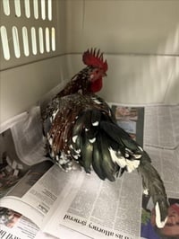 ROOSTER - Photo 1