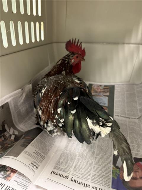 ROOSTER - Chicken available for adoption