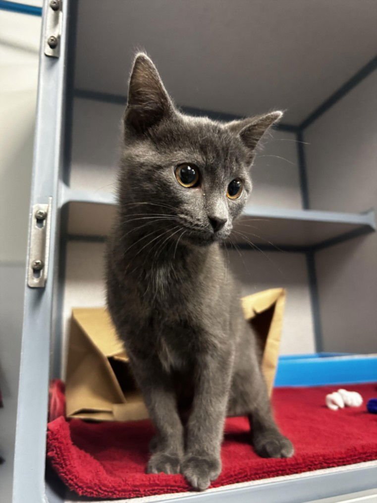 TURNIP - Domestic Short Hair available for adoption