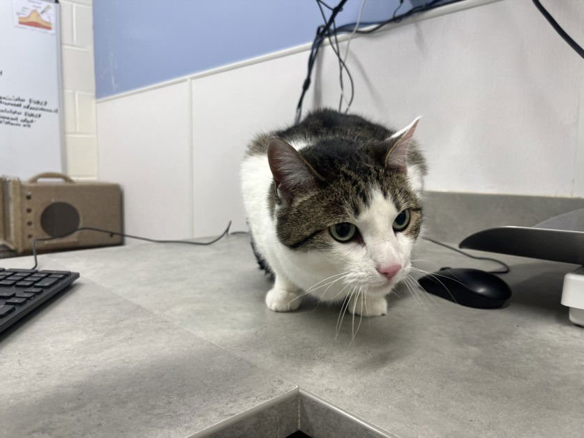 TYLER - Domestic Short Hair available for adoption