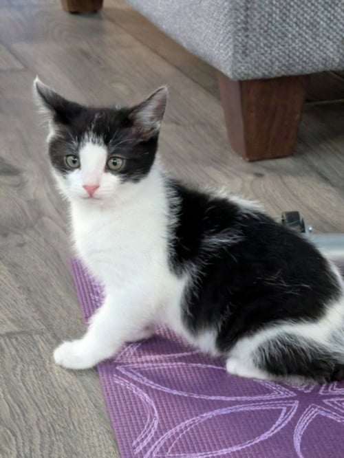 MERLOT - Domestic Short Hair available for adoption
