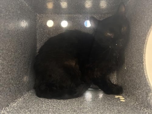 PINTO BEAN - Domestic Short Hair available for adoption