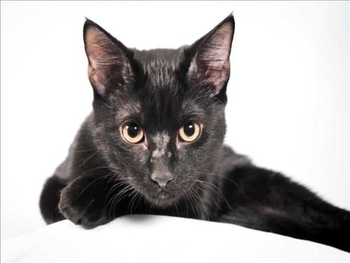 JACK BLACK - Domestic Short Hair available for adoption