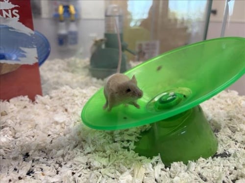TAZ - Mouse available for adoption