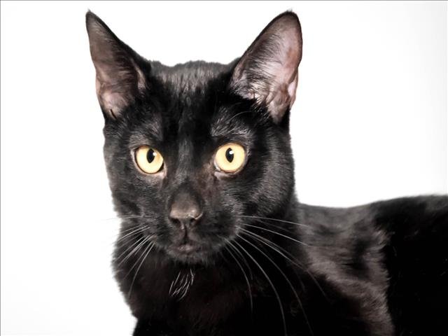 ANGELITO - Domestic Short Hair available for adoption