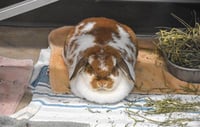 POSIE - Photo 1